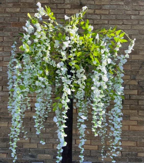 WISTERIA TREE 1.6M IVORY