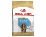 Cocker junior royal clearance canin