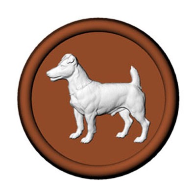 Jack Russell Terrier (5)