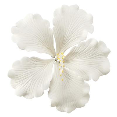 White Hibiscus