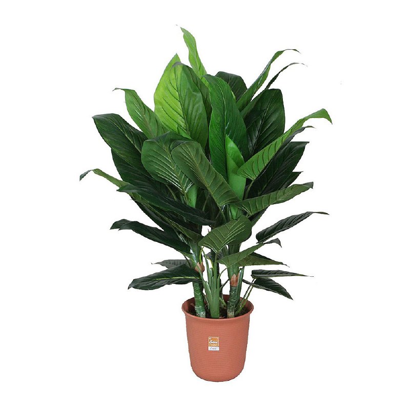 Dieffenbachia Plant-47&quot;