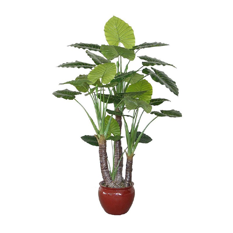 Taro Plant - 90&quot;