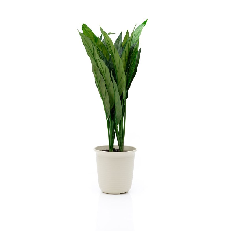 Chinese Evergreen - 22&quot;