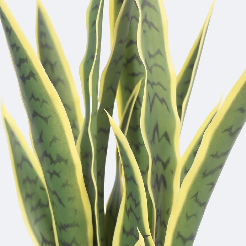 Faux Snake Plant
