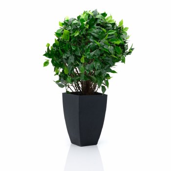 Ficus Topiary Tree - 25"