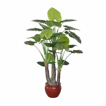 Taro Plant - 90"