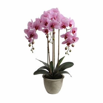 Orchid with Pot