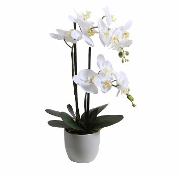 Orchid with Pot