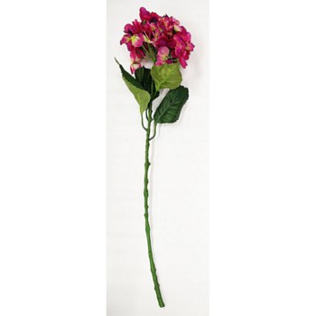 Hydrangea