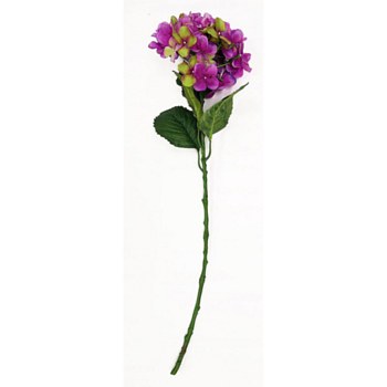 Hydrangea
