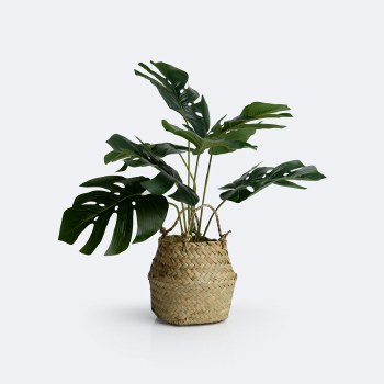 Monstera Plant w/Wicker Basket