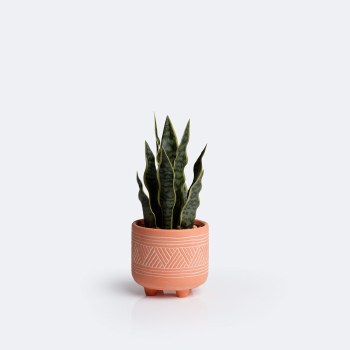 Snake Plant in Terra Cotta