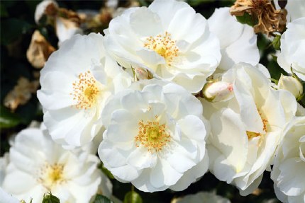Flower Carpet Rose White - Repeat Flowering 3.5 Litre
