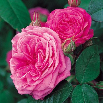 Gertrude Jeykll David Austin Fragrant Rose 6 Litre