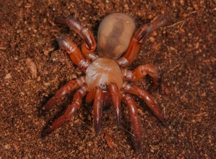 Orange Trapdoor Spider Newlands Garden Centre