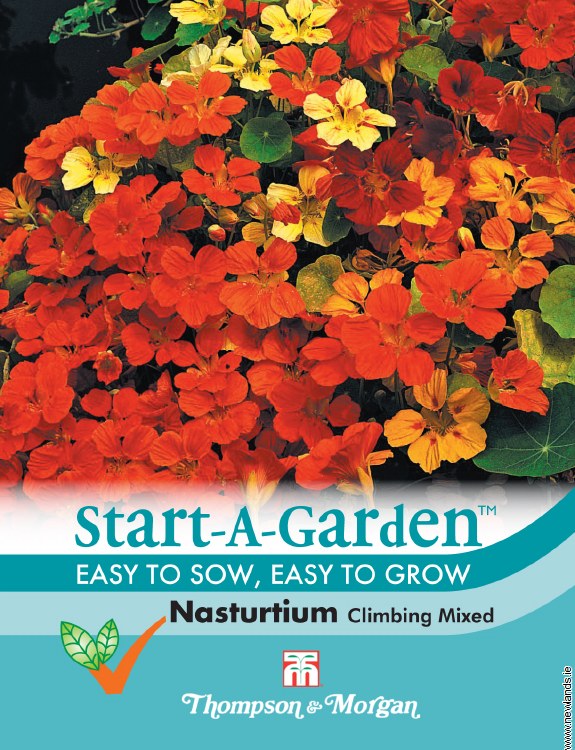 Nasturtium Climbing Mix Newlands Garden Centre