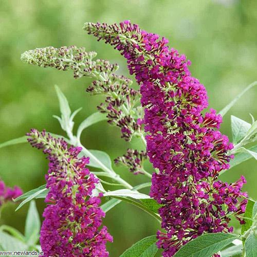 buddleia poisonous to dogs