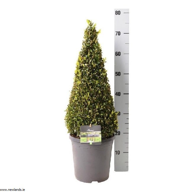 Buxus Sempervirens Pyramid Shape Topiary 50 60cm Tall Newlands Garden Centre