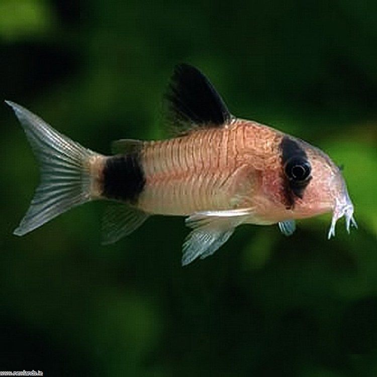 panda cory catfish care