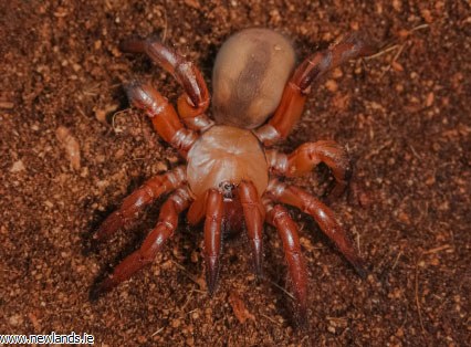 Orange Trapdoor Spider Newlands Garden Centre