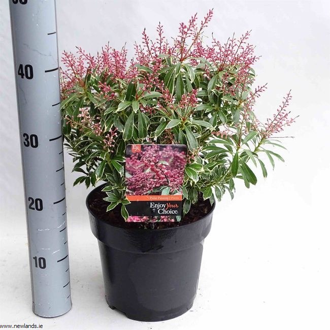 Pieris Japonica Polar Passion Newlands Garden Centre