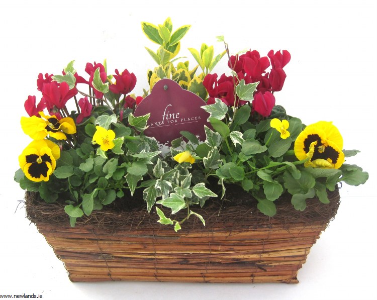 Wicker Window Box Planted With Seasonal Colour Newlands Garden Centre