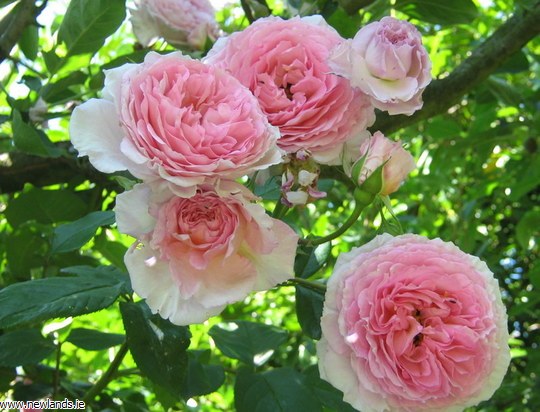 James Galway David Austin Rose 4 Litre Newlands Garden Centre