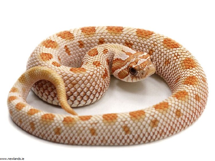 hognose snake bedding