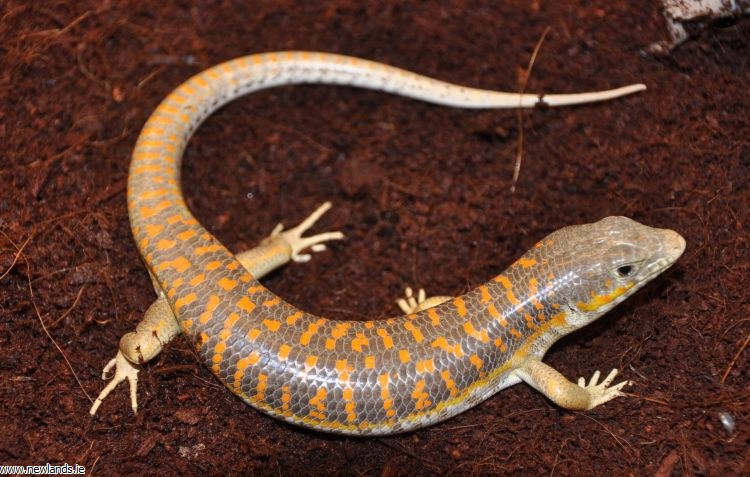 Berber Skink - Newlands Garden Centre