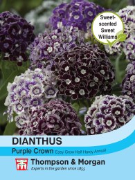Dianthus Purple Crown