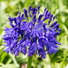 Agapanthus Black Buddhist | African Lily