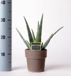 Aloe Vera in 13cm Terracotta Grey Pot