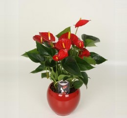 Anthurium 'Diamond Red' in 13cm Red Ceramic Pot