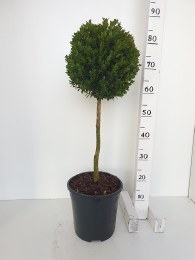 Buxus sempervirens 60cm Stem