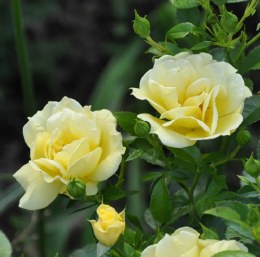 Flower Carpet Rose Gold - Repeat Flowering 3.5 Litre