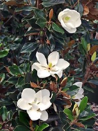 Magnolia grandiflora 'Little Gem' 2 Litre