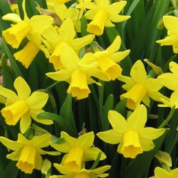 Daffodil - Narcissus 'Tibet' 5 Pack