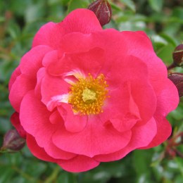 Flower Carpet Pink Supreme Standard Rose - Repeat Flowering 10 Litre