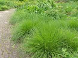 Deschampsia flexuosa 'AmiLime' - Newlands Garden Centre