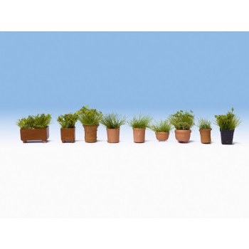 Foliage Plants in Pots