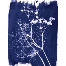 Additional picture of Cyanotype Set