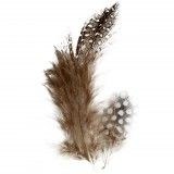 Additional picture of Feathers Guinea Fowel