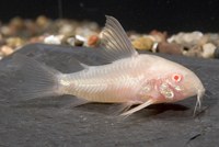 Albino Cory Cat