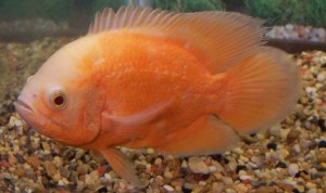 ALBINO RED OSCAR