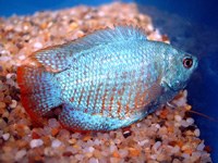 COBALT GOURAMI