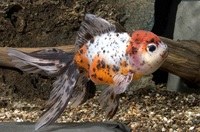 Calico Oranda