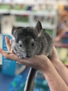 Chinchilla