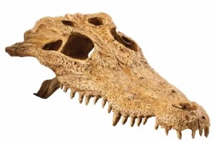 Exo Terra Crocodile Skull