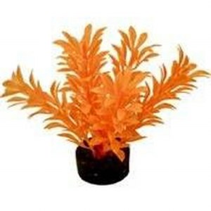 Exotic Mini Plant Neon Orange