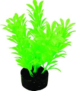 Exotic Mini plant Neon Green